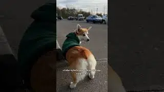 Булке нечего одеть 