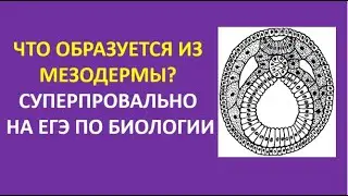 21. Что образуется из мезодермы? Суперпровально на ЕГЭ по биологии