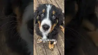 Bernese Mountain Dog Puppy Is Just a Baby 🥹🖤