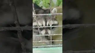 Енот пока сидит тихо)) ДЖУНГЛИ-ПАРК 