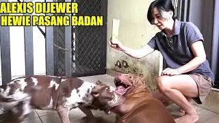 PUPPIES NAKAL KENA HUKUM HEWIE PASANG BADAN | ANJING PROTEKSI #hewiepitbull