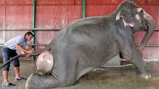 Как Рождаются Детеныши Животных