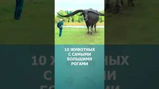 10 животных с самыми большими рогами 