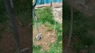 Находка века среди деревьев