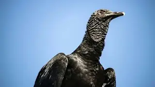 What's the Difference Between Buzzards and Vultures?