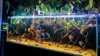 Most Beautiful Wild Discus Fish Tank With Friendly Angelfish