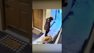 Пума зашла к людям.