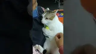 Baby Cats - Funny and Cute Cat Videos Compilation 2022 - #SHORTS 2022