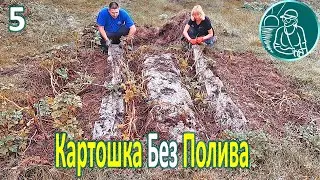 🥔 Planting potatoes without watering in heat and drought ⯇5⯈ Harvesting and potato properties