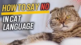 "Stop!" in Cat: Teach Your Kitty Boundaries / Cat Communication / Cat World Academy