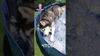 Хаски охлаждаются 😂❤️ 