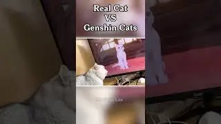 Real cat react to Genshin cats | Genshin Impact 