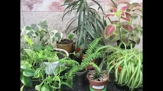 КОМНАТНЫЕ РАСТЕНИЯ В ЖАРУ. ПЕРЕЖИТЬ ЛЕТО БЕЗ ПОТЕРЬ.