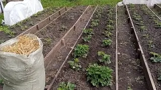 Как перезимовали новые грядки с клубникой, зима в мае