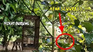 Memikat burung ciblek lumut / prenjak lumut / cemblek lumut
