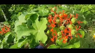 PHẦN 26 : TỔNG HỢP NHỮNG CÂY THUỐC NAM QUÝ LÂU ĐỜI KHÔNG THỂ BỎ QUA.