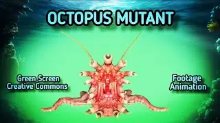 OCTOPUS MUTANT on the green screen. Footage animation on chromakey.