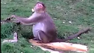 Обезьяна и сантехника