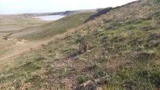 охота кеклики