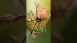 Doğanın Matkabı Meşe Kurdu! 🪲🛠️🌰