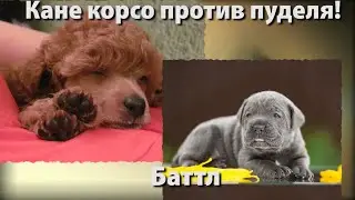 КАНЕ КОРСО ПРОТИВ ПУДЕЛЯ: БАТТЛ / УДИВИТЕЛЬНЫЙ МИР СОБАК