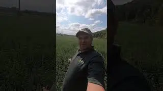 ✅ Пчела на люцерне, кайф!