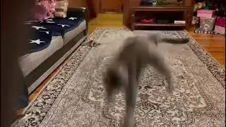 Эпичные прыжки и сальто от Томаса 🐈‍⬛ / Смешные животные #животные #котики #смешныеживотные #реки
