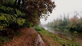 4K Rain sound in Colorful Autumn Forest - Relaxation & Sleep Sounds. Relax Music