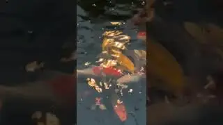 Colourful Fish