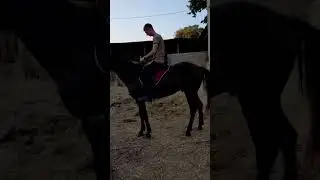 Конь красиво встал по команде)) 