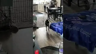 Cute Shiba Inu Puppy
