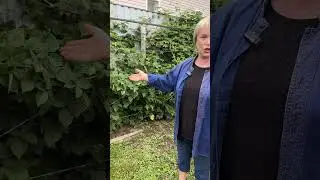 Про крупноплодную ежевику