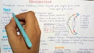 conjunctiva introduction anatomy