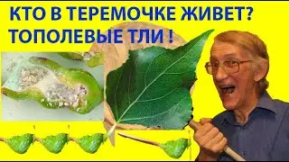 Кто в Теремочке Орешке на Тополе Живет? Тополя Заражены. Удивительные Насекомые Под Микроскопом.