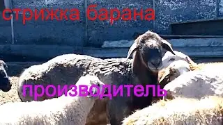Стрижка овец, барана\кочкор\производитель \жизнь в деревне