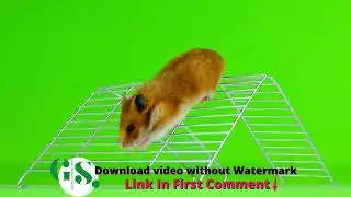 Mouse Playing Green Screen Video