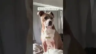 Забота о подъёме. Доброе утро.Смешные домашние питомцы #funny #pets #foryou #funnyvideo #shortvideo