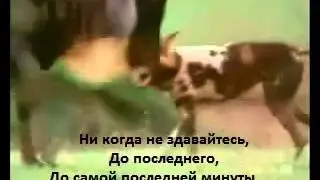 Не здавайся до последнего-1