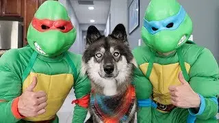 Ninja Turtles SAVE Kakoa From Bebop Pig!