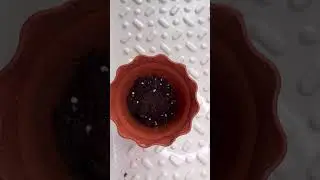 Пересадка драцены