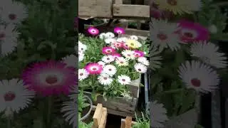 Алиссум Сноу Принцесс#цветы #сад#огород