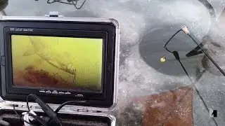 поведение леща подо льдом. подводные съёмки