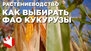 Как выбирать ФАО кукурузы? | Выращивание кукурузы | Растениеводство