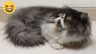 FUNNIEST CAT VIDEOS 2024 COMPILATION 😂 Funny Cats 19 😺 #funny #pet #cat #foryou #viral #viralvideo