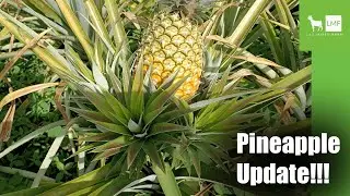 An Update on Our Pineapple Garden | Harvesting Season