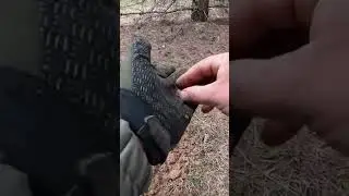 Нашёл имперскую монету 
