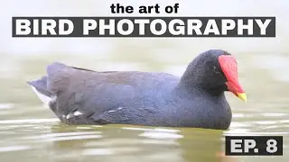 Good photo or great photo? The Art of Bird Photography (Episode 8)