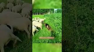 Дагестанский кангал ЗАЩИТИЛ стадо 😱🐕