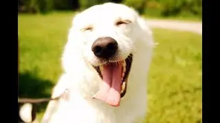 DOG REFUSE TO LEAVE THE PARK, DOG EATS LEMON AND OTHER FUNNY DOG 2017.