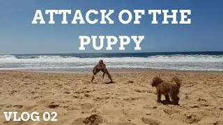 CUTEST TOY POODLE PUPPY DOG IN SYDNEY AUSTRALIA, AVOCA BEACH